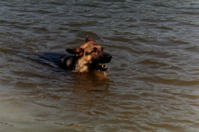 Hond zwemmend met bal in zijn bek