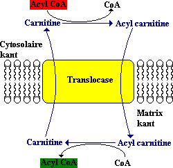 Verplaatsing van acryl carnitine in mitochdrische matrix door translocase