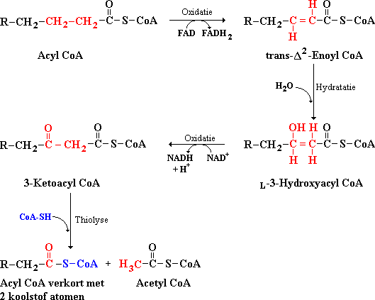 Reactie volgorde voor afbraak vetzuren: oxidatie, hydratatie, oxidatie en thiolyse