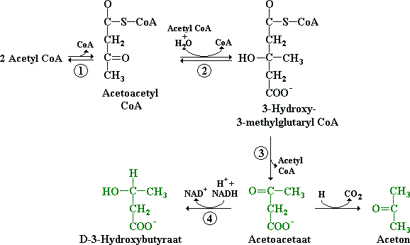 2 acetyl CoA wordt 1 acetoacetyl CoA hieruit ketonstoffen: acetylacetaat, D-3-hydroxybutyraat, aceton