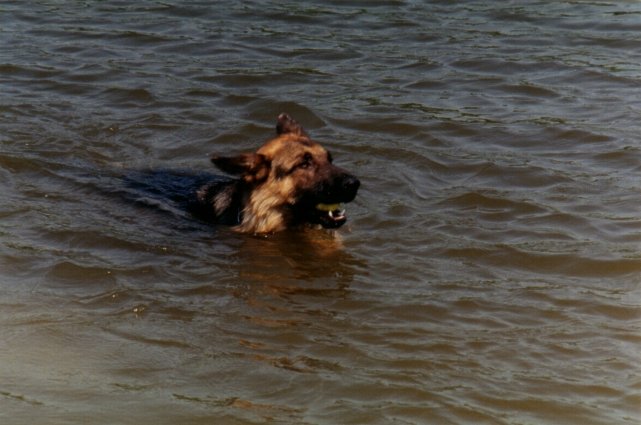 Floyd zwemmend met bal in bek