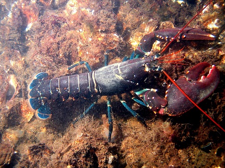 Noordzee kreeft