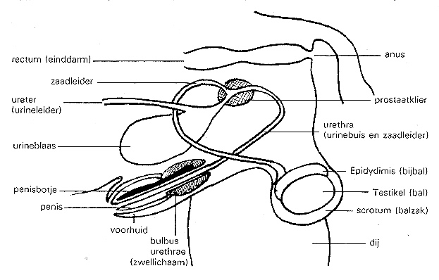 Mannelijk geslachtsapparaat