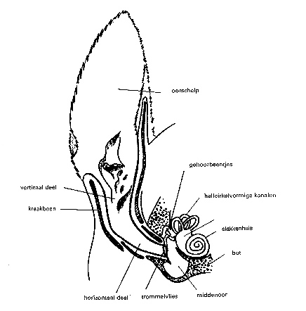 Anatomie van het oor