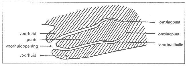 Tekening doorsnede van hondenpenis