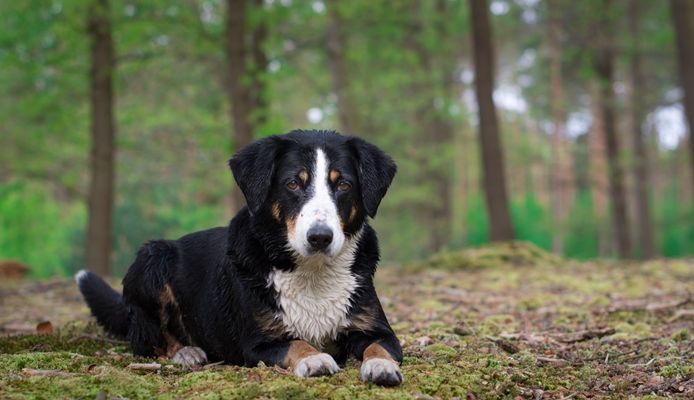 Hond liggend als Sfinx