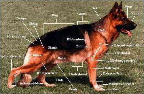 Anatomie hond