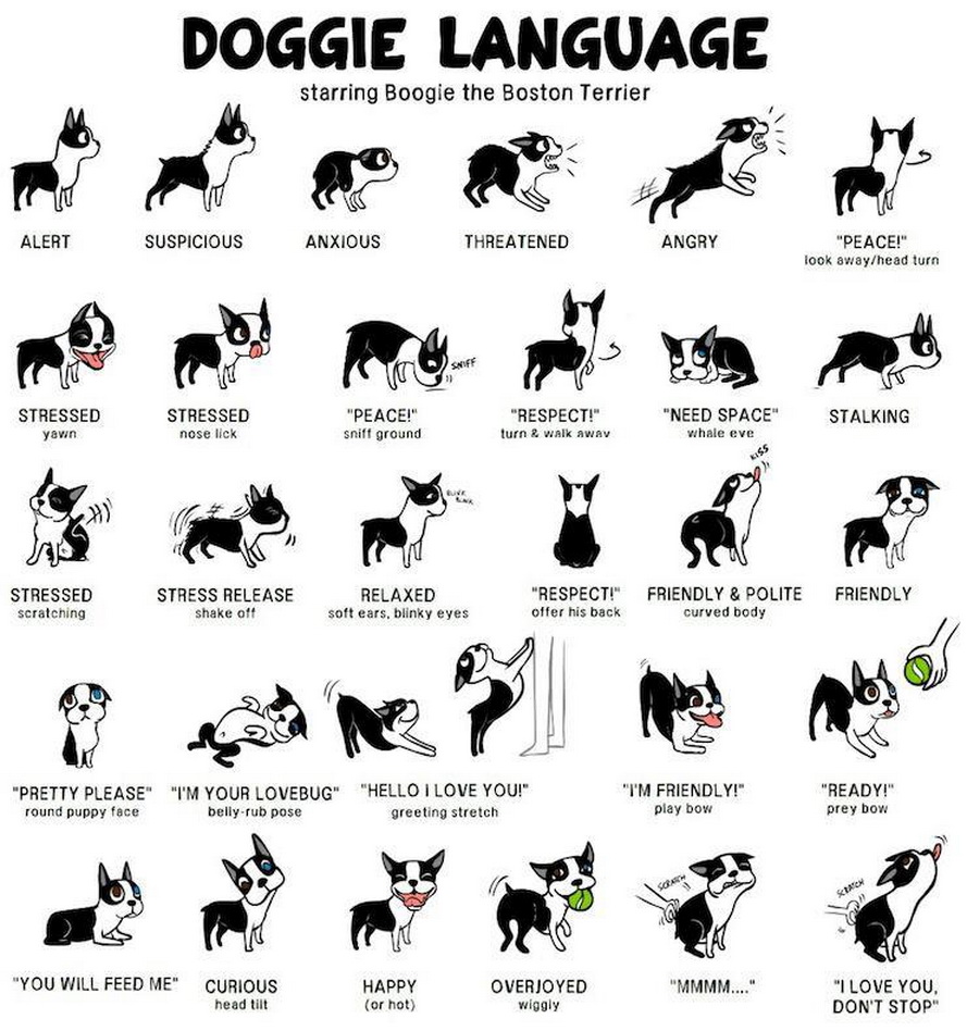 Doggie language