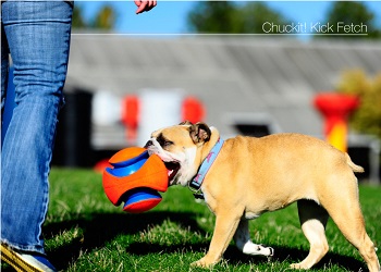 Hond met chuckit