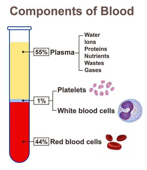 Bloed samenstelling