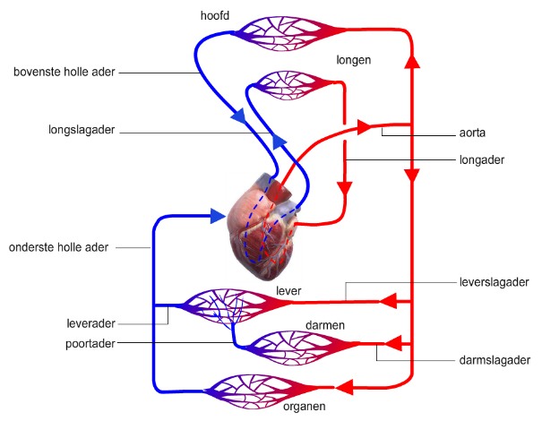 Dubbele bloedsomloop