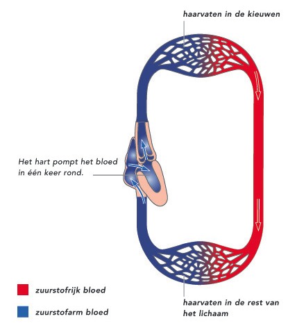 Enkele bloedomloop