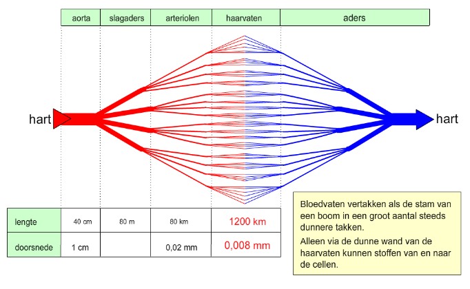 Lengte vaten