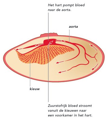 Open bloedsomloop