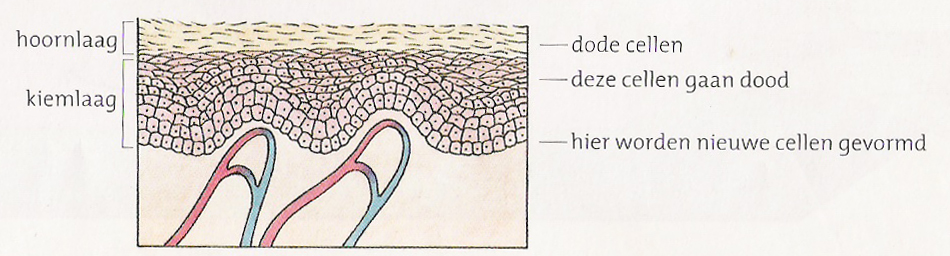 Opperhuid