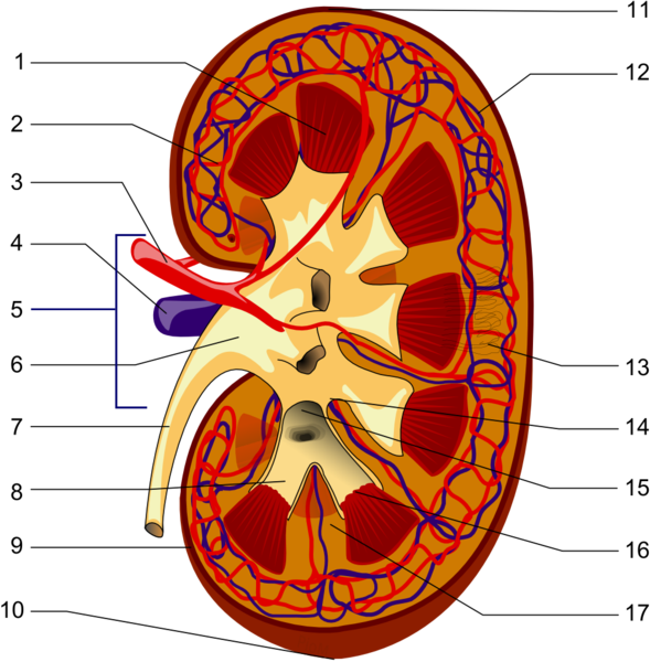 Doorsnede van de nier