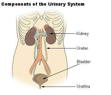 Urine systeem