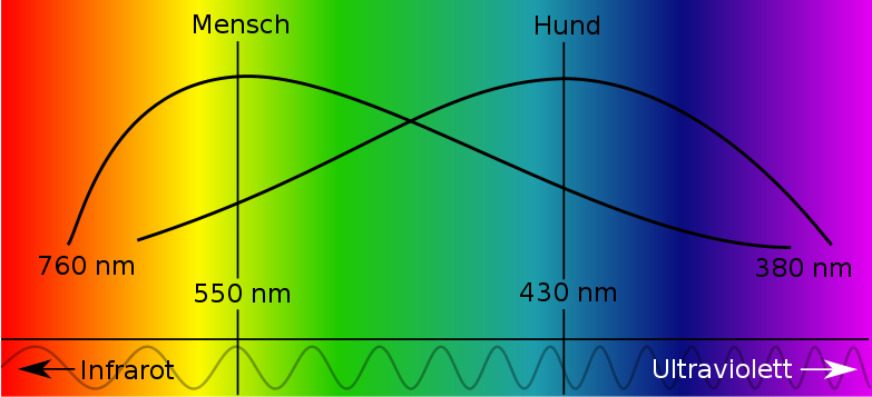 diagram hond