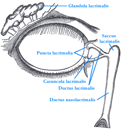 Traansysteem