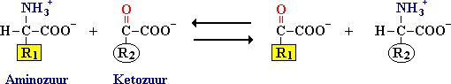 Aminetransferasen (transaminasen) katalyseren de overdracht van een aminegroep van een aminozuur naar een ketozuur.