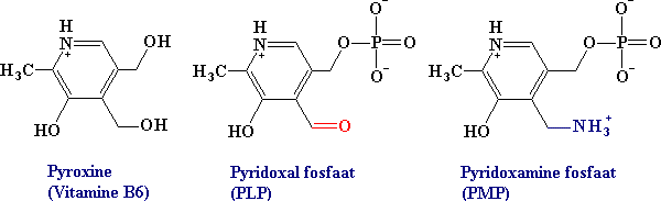 Pyroxine (VitamineB6), Pyridoxal fosfaat (PLP) Pyridoxamine fosfaat (PMP)