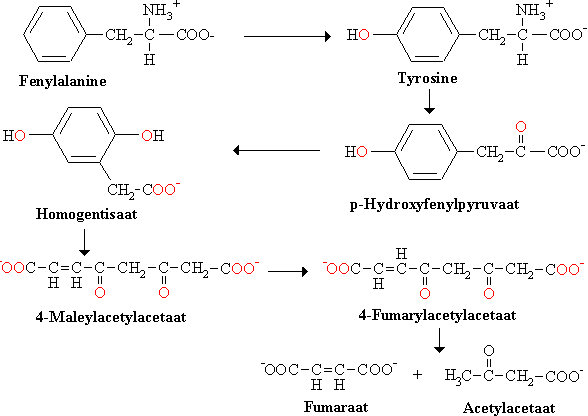 Pad voor de afbraak van fenylalanine en tyrosine.