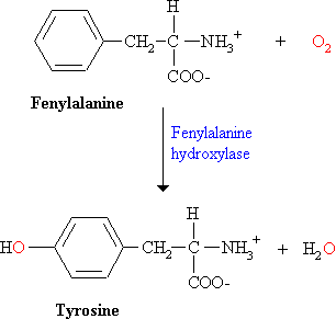 De eerste stap is de hydroxylering van fenylalanine tot tyrosine door het enzym fenylalanine hydroxylase.