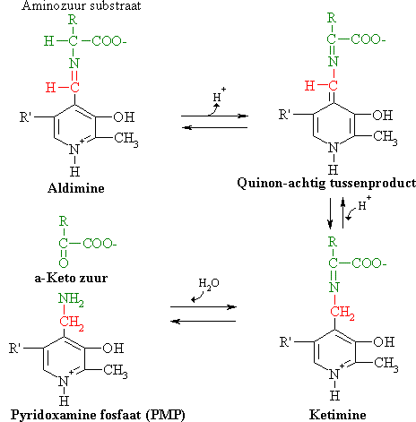 Van aldimine met aminozuursubstraat naar PMP en een alfa ketozuur