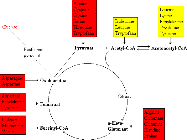 Bestemmingen van de koolstofketens van aminozuren.