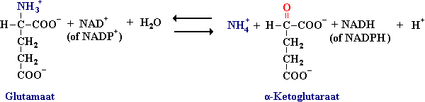 Glutamaatdehydrogenase katalyseert de reactie waarbij NH4+ worden gevormd uit glutamaat met NAD+ of NADP+ als het oxiderende coenzymen