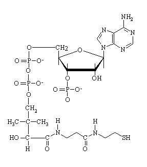 Coenzym A