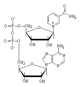 NAD+