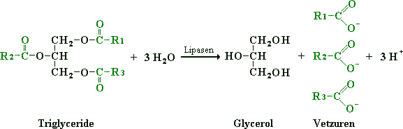 Hydrolyse door lipasen van triglycerol in glycerol en vetzuren
