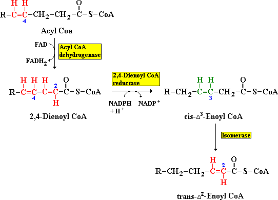 enzymen Acyl CoA dehydrogenase en 2,4-Dienoyl CoA reductase overzadigde vetzuren afgebroken