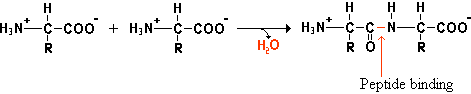 Eiwitbinding