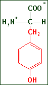 Tyrosine