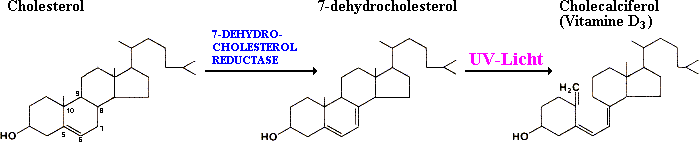 hiërarchie borst labyrint Vitamine D