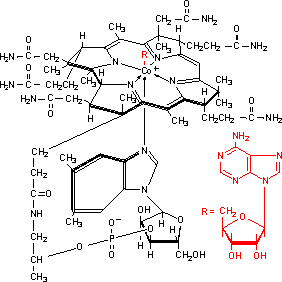 coënzym B12