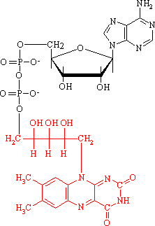 Coenzym FAD