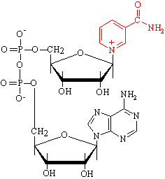 Nicotineamine Adenine Dinucleotide