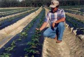 Aardbeien op een plastic bed