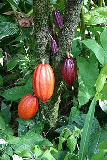 Cacaovruchten aan boom