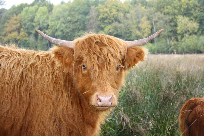 Schotse hooglander