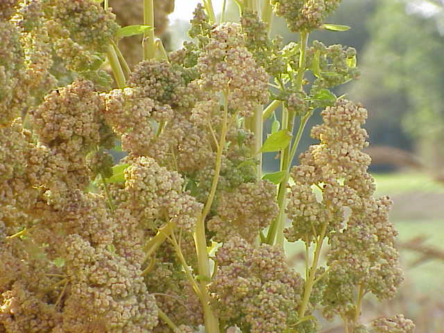 Quinoa