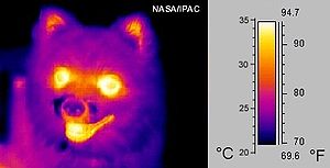 Dog thermogram